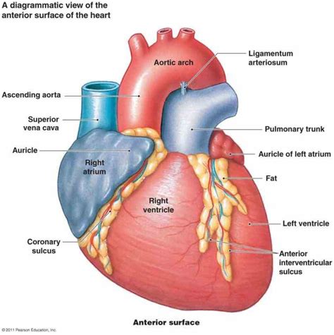 Heart Internal Structure Diagrams | MedicineBTG.com