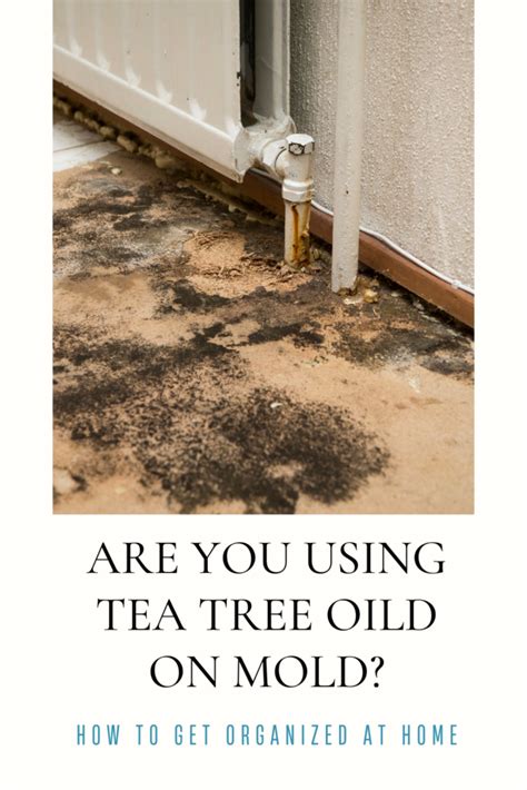 How To Use Tea Tree Oil To Kill Mold