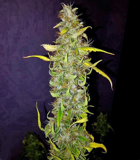 Anubis feminized seeds for sale - Herbies