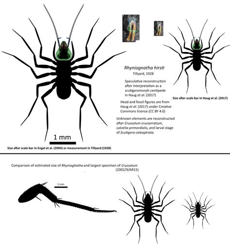 Speculative reconstruction of Rhyniognatha by Ta-tea-two-te-to on ...