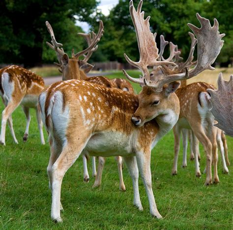 Fallow Deer Bucks by John Phillips