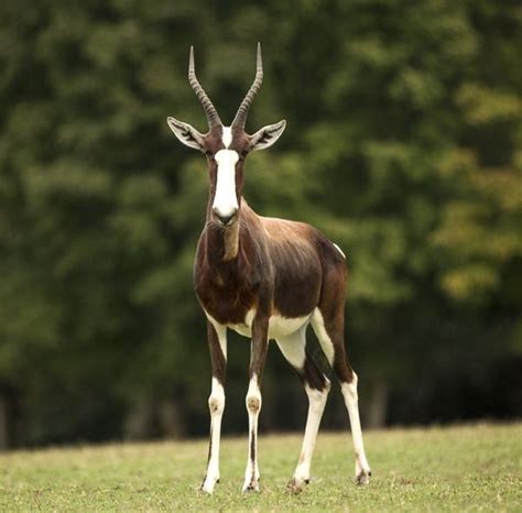 30 best images about Bantebok, Topi, Hartebeest on Pinterest | Horns, Zimbabwe and Africa