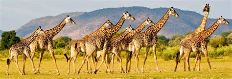 Best Luxury Zambia Safari Tours, Trips, Travel, Holidays & Vacations ...