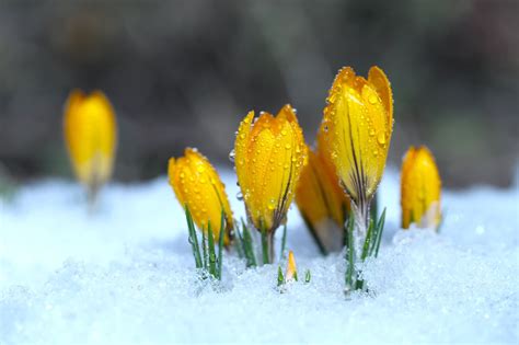 20 Stunning Winter Flowering Plants | Horticulture.co.uk