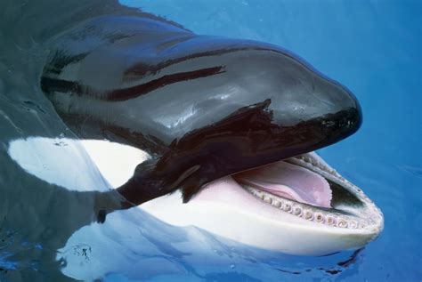 Fantastica Animal: Killer Whale Famous Animal