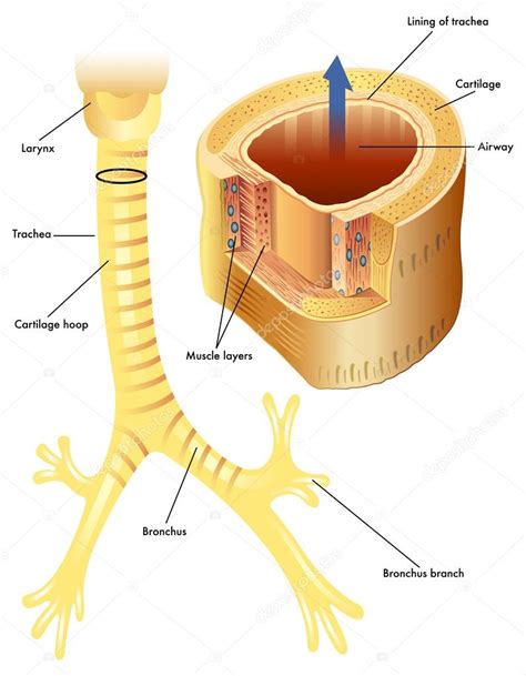 Anatomía de la tráquea 2024