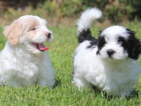 Heavenly's - Havanese Puppies For Sale