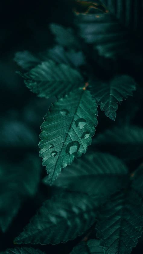 80+ Slytherin Iphone Wallpapers en WallpaperPlay | Dark green wallpaper, Leaf photography, Green ...