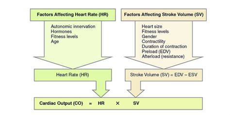 Cardiac Output- Cardiac Output Measurement, Formula & Calculations