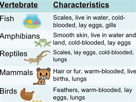 Lesson Plan of Classification & Characteristics of Vertebrates