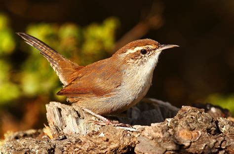 Bird of the Month, April 2020 - Bewick's Wren | Audubon Center at Debs Park