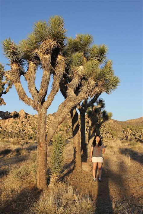 Joshua Tree National Park: Near Cap Rock