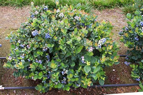 Blueberry Plant - Powder Blue | Carbeth Plants