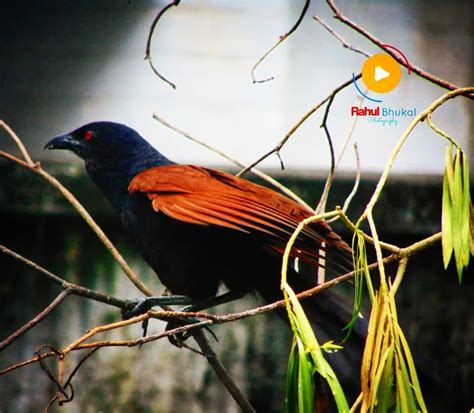 Koyal bird (cuckoo ...