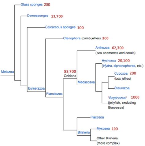 Phylogenetic tree of the metazoa. The number of protein sequences for... | Download Scientific ...