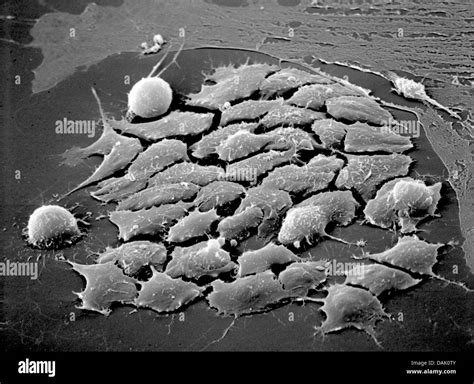 Scanning Electron Microscope Images Cell