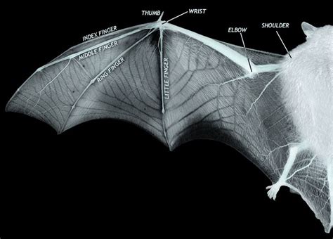 an image of a bat with labels on it's wings and the main parts labeled