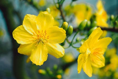 Yellow Apricot Blossom Blooming | Mai Blossom in Vietnam Tet Holiday ...