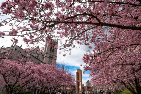 Viewing Guide for the UW Cherry Blossoms in Seattle | Seattle Met