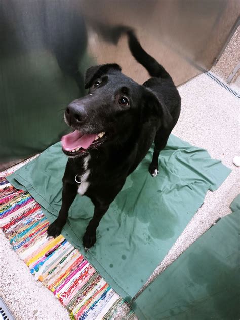 Dog for Adoption - Harper, a Greyhound in Rockville, MD | Alpha Paw