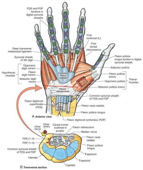 View of the wrist showing the flexor retinaculum at the wrist and the ...