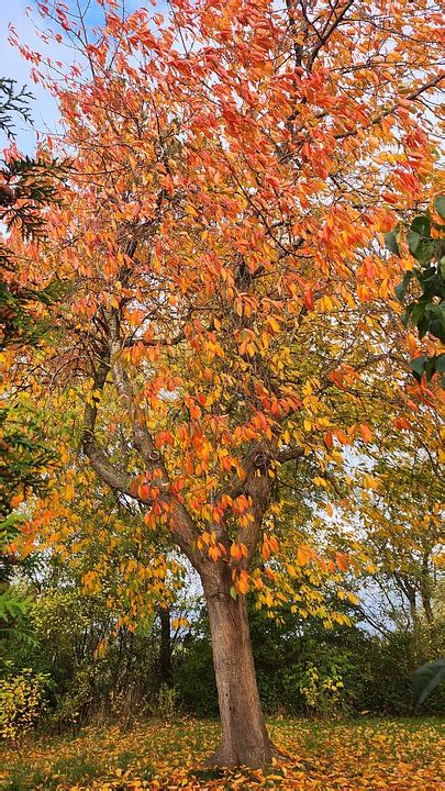 Fall Cherry Tree Leaves - Free photo on Pixabay