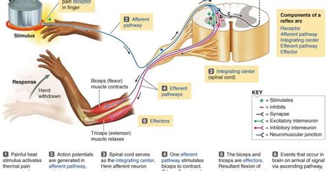 Think Tank Centre: The Reflex Arc