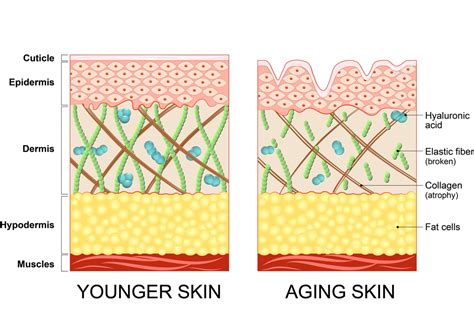 Fortibone and Verisol Collagen: A Deep Dive into Their Health Benefits - InformReview