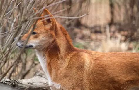 Dingo - Description, Habitat, Image, Diet, and Interesting Facts