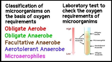 Obligate Aerobe | Obligate Anaerobe | Facultative Anaerobe ...