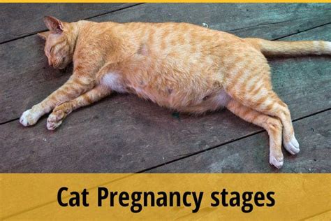 Cat Pregnancy Stages You Should Know About | ZooAwesome