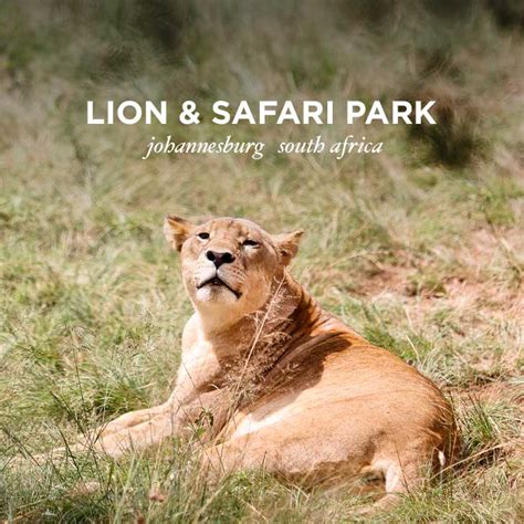 The Lion Park Johannesburg South Africa | One Day Mini Safaris