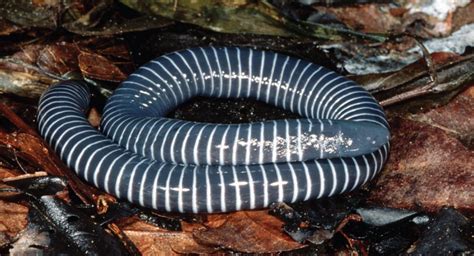 Caecilian, Reptiles And Amphibians, Caecilian Amphibian | Science Hub 4 Kids