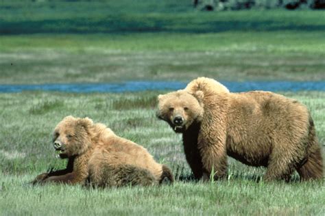 Grizzly Bears in Glacier National Park, Montana image - Free stock photo - Public Domain photo ...