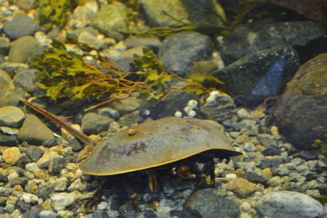 Lobsters, Starfish, Sharks, OH MY! (Maine Aquarium) - Living Porpoisefully