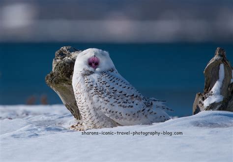 Sleepy Snowy Owls – Sharon's Iconic Travel Photography Blog