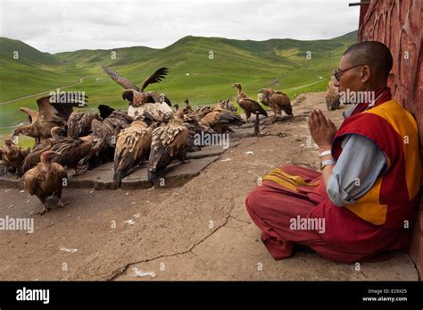 Sky burial vulture High Resolution Stock Photography and Images - Alamy