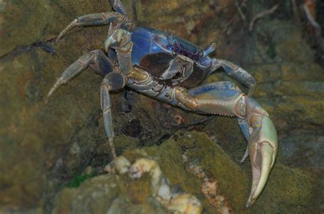 Blue Land Crab Cardisoma guanhumi,Geotagged,Summer,Trinidad and Tobago,blue,edible,hairy,large ...