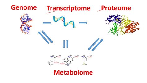 Genome Transcriptome Proteome Metabolome within 2 minutes | Genomics ...