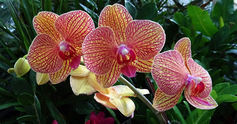 MAP: PHALAENOPSIS ORCHIDS