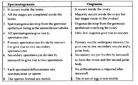 Write Four Differences Between Spermatogenesis And Class 12 Biology Cbse - Riset