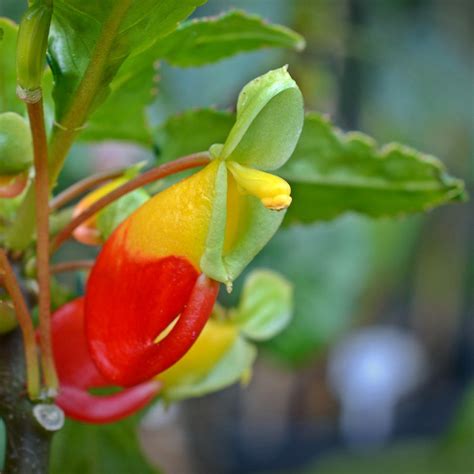 Impatiens Niamniamensis Parrot Plant | Exotic Plants Congo Cockatoo