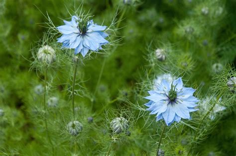 Image detail for -Nigella is an annual (grows and flowers in the same year, then dies ...