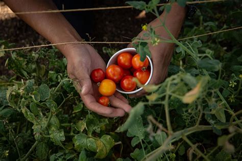 University of Arizona researchers unveil new model for desert farming ...