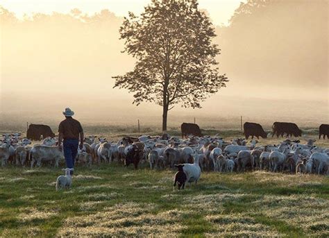 White_Oak-Pastures_Georgia-regenerativeagriculture – Western Landowners ...