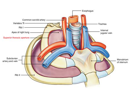 Superior Thoracic Aperture (Thoracic Inlet) – Earth's Lab