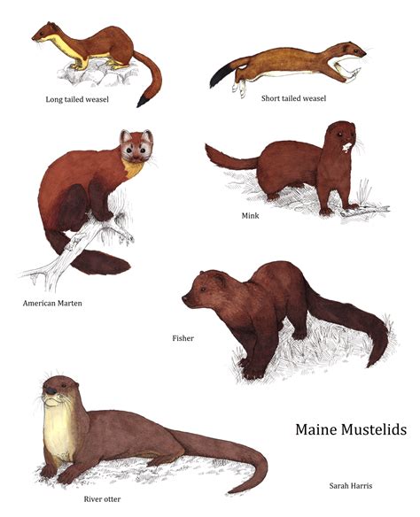 mustelid family - Google Search | Like animals, Animals, Animal facts