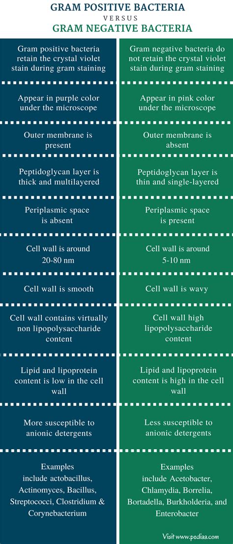 Difference Between Archaea and Bacteria - CayleearesSingleton