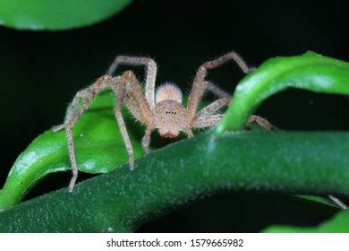 Huntsman Spider Sparassidae Rainforest Habitat Foto stock 1579665982 | Shutterstock