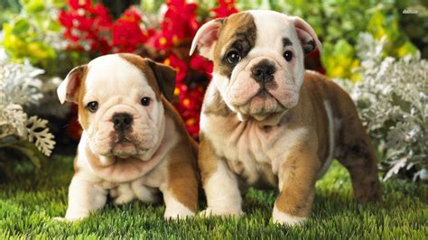 English Bulldog Wallpapers - Wallpaper Cave